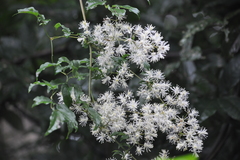 Clematis gouriana